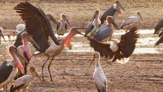Marabou Stork VS Fish Eagle | Dynasties: On Location | BBC Earth