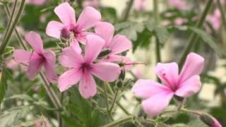 Spanish Paradise: Gardens of the Alhambra