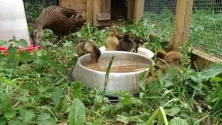 [FHD] 1 Hour of Pure Nature: Mama Duck and Baby Ducklings Walking, Swimming, and Eating