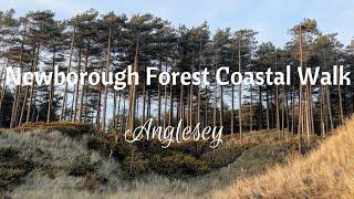 Newborough Forest Coastal Walk | Anglesey | Welsh Countryside | 4K