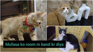 Mufasa ko Room m band kr diya || hmari Cats ki larai