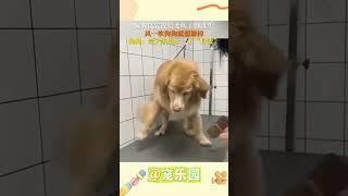 狗狗洗完澡后要吹干脚趾头 风一吹狗狗就想躲掉 狗狗：给大家展走一下“身法” #宠乐园 #轻松一刻 #动物