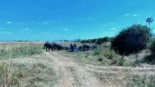 Elephant Mud Bath - Mwagusi River