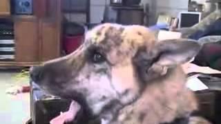 Really funny video  This dogs loves bacon  The Maple Kind!