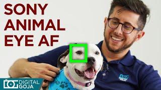 Sony Animal Eye AF - Does It Work? | Pet Photography