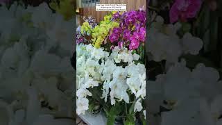 Order Rare Orchid Plants Online ️#orchid #flowers #plants #gardening #ytshorts #valentinesdaygift