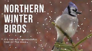 Slow Motion Winter Birds | Merry Christmas - Happy Holidays