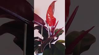 Philodendron Prince of Orange / филодендрон Принц оф Оранж