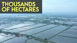 AMAZING THOUSANDS OF HECTARES OF TILAPIA FISH PONDS IN THE PHILIPPINES | Agribusiness How It Works