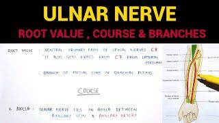 Ulnar Nerve Anatomy | Complete | Upper Limb Anatomy