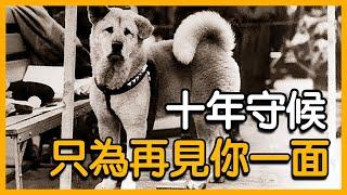 忠犬八公｜感動全日本的傳奇秋田犬｜愛狗人士必看 【Vonita奇聞說 | Kit】