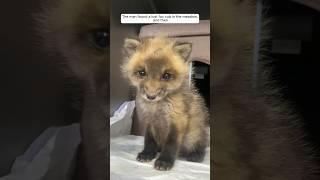 The man found a lost fox cub in the meadow, and then
