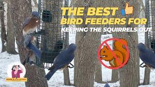 THE Best Bird Feeders for Keeping Squirrels Out