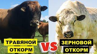Зерновой и Травяной откорм бычков на мясо | Откорм КРС | Мраморное мясо | Мясное скотоводство