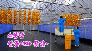 Dried persimmons from the famous mountain woman