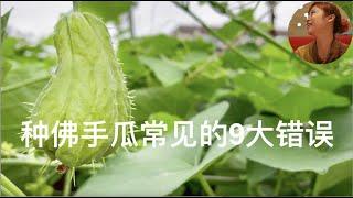 9 common mistakes in growing chayote | I grow chayote like this, and I can easily fruit hundreds