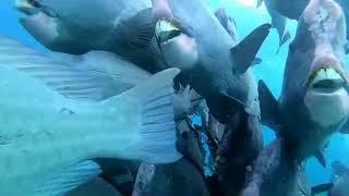 SiMa19   Sipadan Humphead ParrotFish