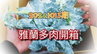 (買肉拆肉)開箱2024.1013期雅蘭多肉x每顆都便宜又漂亮超值 #多肉植物 #succulent #雅蘭多肉 #開箱 #garden