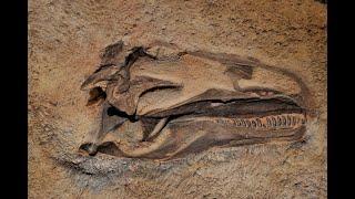 New Discovery of DNA Found in Dino