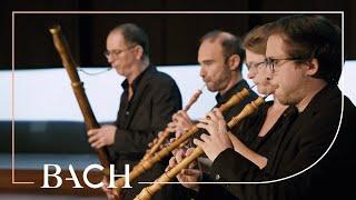 Bach - 'Brandenburg' Concerto no. 1 in F major BWV 1046 - Cicic | Netherlands Bach Society