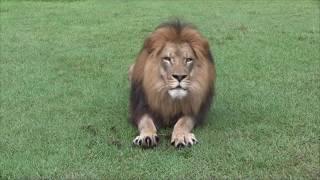 Have you ever seen a lion knead?