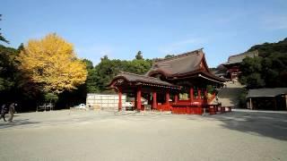 神奈川県　鶴岡八幡宮の紅葉