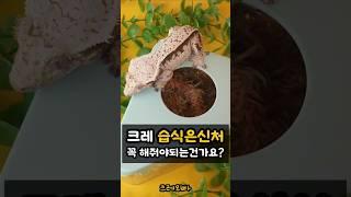 크레 습식 은신처 장점 3가지_ 크레스티드 게코 도마뱀 수태​