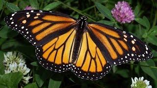 A Butterfly In A Well - John Adorney & Daya Rawat