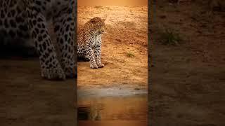 Crocodile vs Jaguar- Who Wins? Epic Wildlife Encounter!