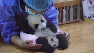 受宠的福多多Nanny & Beloved FuDuoDuo #pandafuduoduo #大熊猫福多多 #adorablepanda