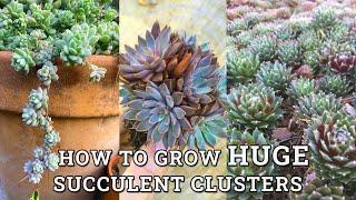 How To Grow Big Succulent Clusters/Clumps