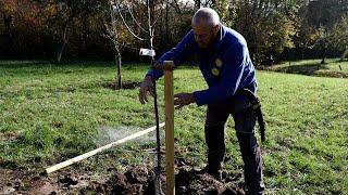 So geht's  - einen Obstbaum pflanzen