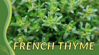 FRENCH THYME Finally Revealed! (Thymus vulgaris) "thym français"🪴