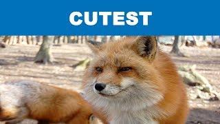 Cutest Pet Foxes Compilation