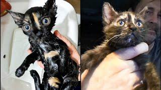 The story of a kitten named Tosya! Scary little turtle 
