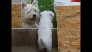 westie mother helps her puppy