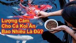 Cho Cá Koi ăn Như Nào Là Hợp Lý ? Lượng Cám Cho Cá Koi Ăn Bao Nhiêu Là Đủ ? #hocakoi