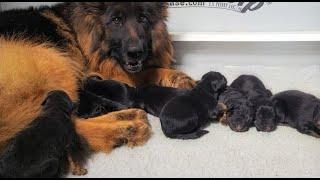 Newborn German Shepherd puppies