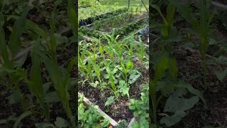 Garden Maintenance 6.9.24 #threesisters #MurphyFarms #supportlocal #OhioZone6a #homesteading