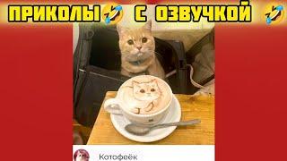 котофеёк смотри смешные картинки мемы котики приколы с озвучкой 