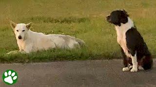 Treuer Hund weigert sich, von der Seite seines verletzten Freundes zu weichen ️