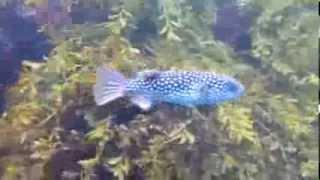 Starry Toado (Arothron firmamentum) Pufferfish at Poor Knights, Tutukaka NZ