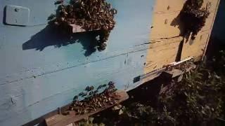 не понятное выкучивание пчёл