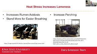 Dealing with Dairy Lameness