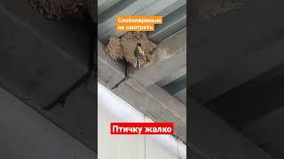 птичка залетела не в своё гнездо