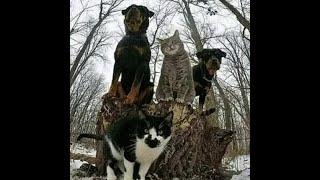  Hooligans of our area!  Funny video with dogs and kittens! 