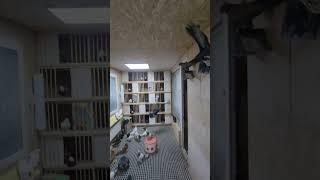 Исфаринские голуби тяга, столб игра #москва #голуби #голубеводство #бойныеголуби