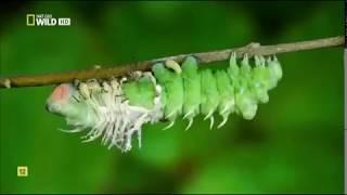 Insectos increíbles (Documental Nat Geo)