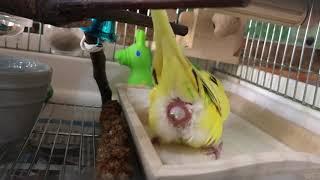 Budgie laying an egg