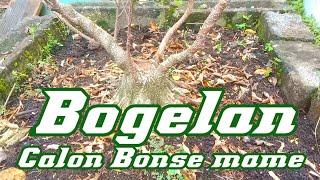 Tips Program pecah Batang membuat bogelan bonsai kimeng mame